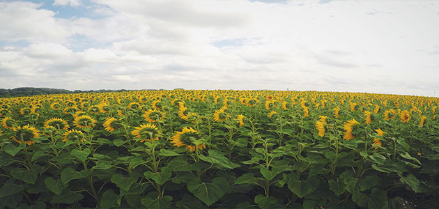 La caída de los aceites vegetales lastra los precios de los alimentos, según la FAO