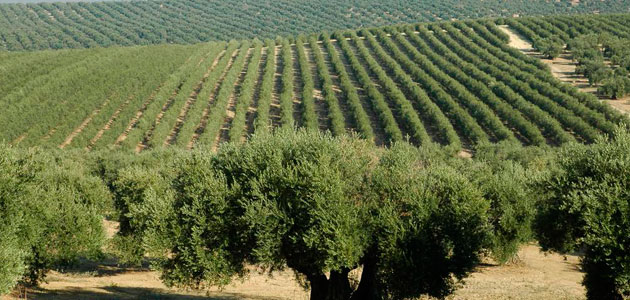 La superficie de olivar retoma su tendencia al alza y registra un ligero incremento del 0,4%