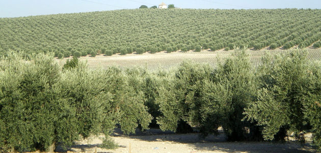 La conferencia “Construyendo la PAC del futuro” abrirá el debate sobre las perspectivas de la agricultura a partir de 2020