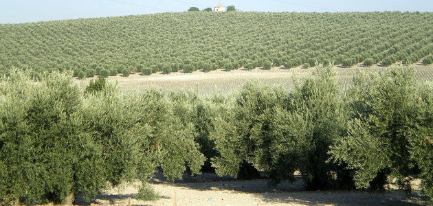 La comercialización de aceite de oliva sube un 9% en lo que va de campaña