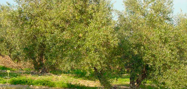 Un modelo de riego sostenible del olivar mediante el uso de aguas regeneradas