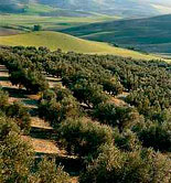 La Comisión General de Enesa aprueba el proyecto del Plan de Seguros Agrarios Combinados para el ejercicio 2015