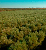 La UC Davis acogerá un simposium sobre aceite de oliva en enero de 2017