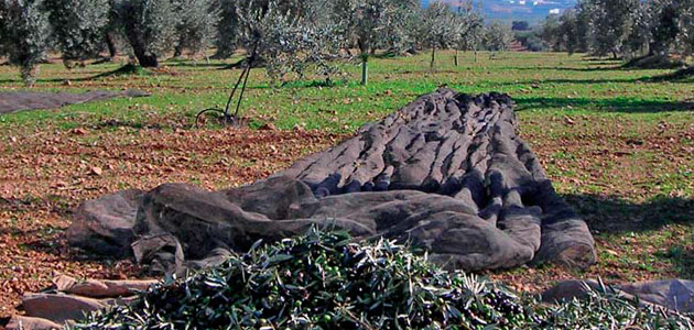 Cooperativas Agro-alimentarias augura una buena cosecha para la próxima campaña