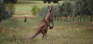 La industria oleícola en Australia y Nueva Zelanda