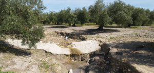 La Interprofesional del Aceite de Oliva y la UCO reciben un reconocimiento europeo por un proyecto conjunto contra la erosión
