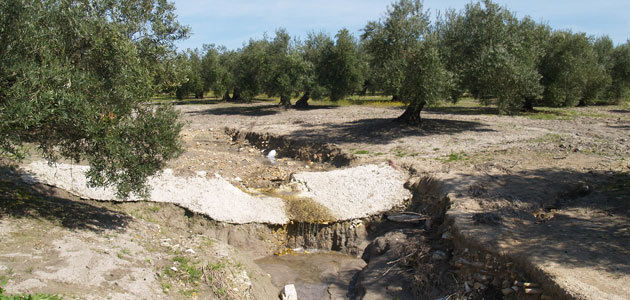 Un grupo operativo investigará el control de cárcavas para frenar la erosión en el olivar