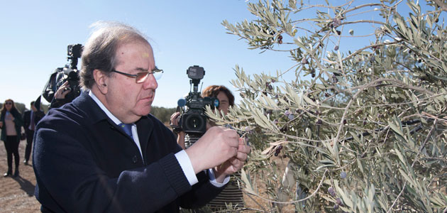 La superficie de olivar en Castilla y León ha crecido un 15% en la última década