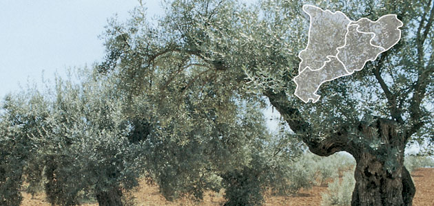 La superficie de olivar ecológico en Cataluña aumentó un 2,93% en 2019