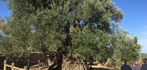 Cataluña aprueba la Ley de los Olivos Monumentales