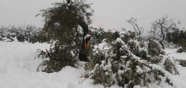 La FCAC, UP y las DOPs reclaman un plan de recuperación para los olivos afectados por Filomena