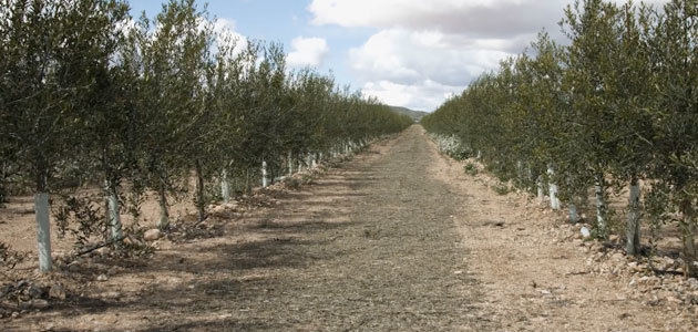 La cátedra Agritech divulga los beneficios del cultivo supertintensivo de olivar en seto