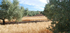 Comienza la recogida de la primera cosecha de cebada entre olivos como proyecto para mejorar la captación de agua en cultivos