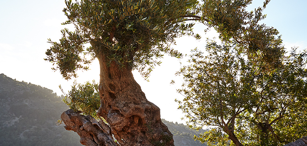 Proyecto AgroMIS: ecosistemas prácticos de innovación en el olivar tradicional andaluz