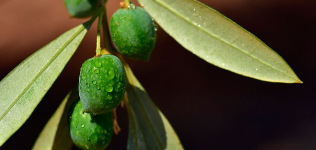 El mercado del aceite de oliva español protagoniza la clausura del V Curso de Olivicultura de la UPM