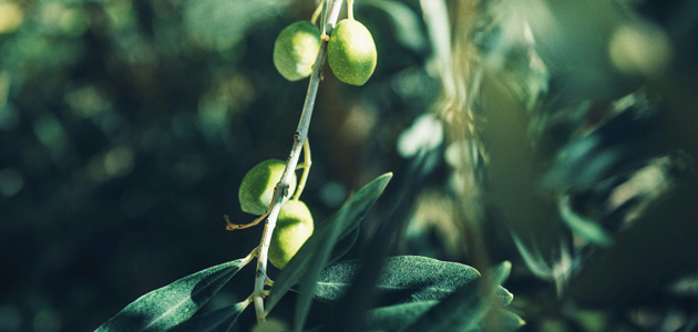 La producción europea de aceite de oliva se sitúa en 2.082.472 t. hasta marzo