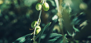 La producción europea de aceite de oliva se sitúa en 2.082.472 t. hasta marzo