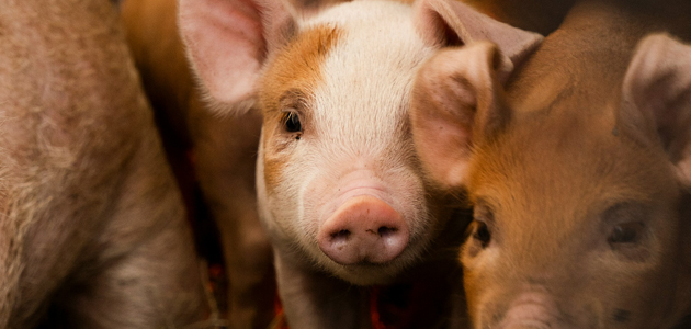 Un proyecto transformará el alperujo en prebióticos y probióticos para la alimentación animal