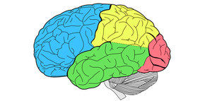 Científicos analizan cómo responde nuestro cerebro ante mensajes que promueven un consumo saludable