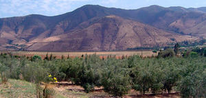 La producción chilena de aceite de oliva se ha incrementado un 121% desde 2010
