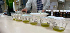Analizan las propiedades de los aceites de oliva de la región de La Araucanía (Chile)