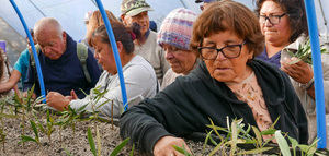 Chile promueve la preservación de los olivos centenarios de Totoral