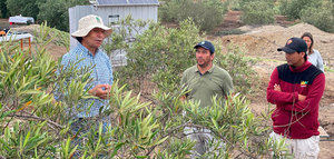 Chile optimiza el uso de agua para riego en olivicultura