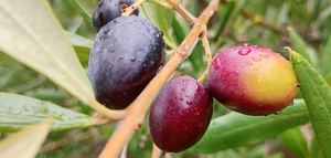Impulsan la producción del aceite de oliva más austral de Chile