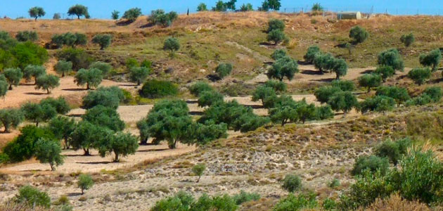 Las plantas que crecen en suelos ricos en yeso son resistentes a la actividad del ser humano