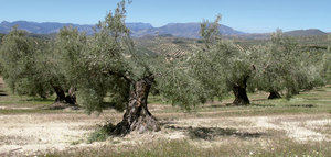 Jaén acogerá en 2022 el Congreso Internacional del Olivar y el Aceite de Oliva