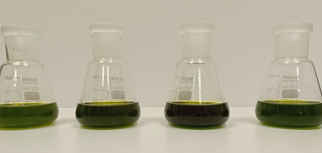 CICYTEX realiza un proyecto con variedades autóctonas para optimizar el proceso tecnológico en la obtención del AOVE