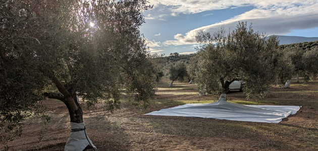Desarrollan una malla que mejora la retención del agua en el suelo y reduce el estrés hídrico del olivo
