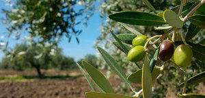 Castilla-La Mancha cierra definitivamente la campaña con 108.600 t. de aceite de oliva