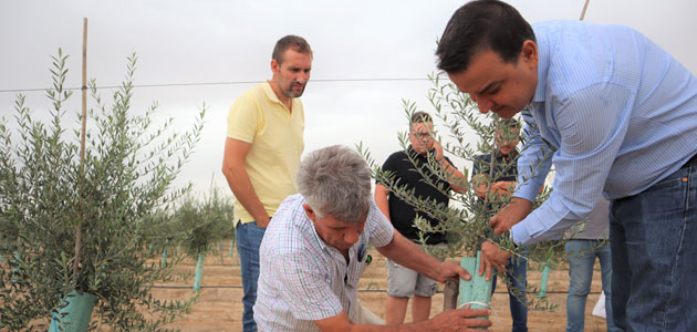 Castilla-La Mancha abonará nueve millones de euros a los olivicultores afectados por Filomena