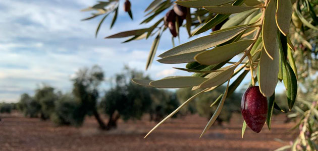 Más fondos para asegurar el olivar en Castilla-La Mancha