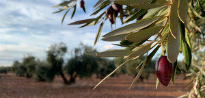 La campaña de aceite de oliva se cerrará en Castilla-La Mancha con una producción de unos 70 millones de kilos