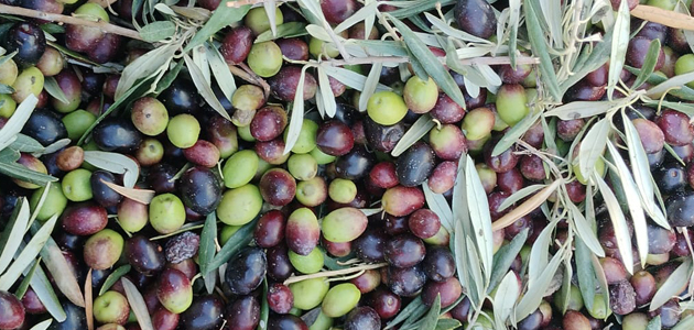 COAG-Andalucía considera fundamental concretar la norma de comercialización del aceite de oliva