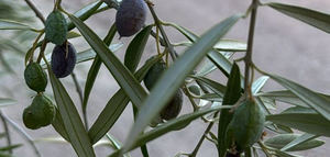 COAG-Jaén advierte de que hay olivares de secano "agonizando" y de riego con menos aceituna de la esperada