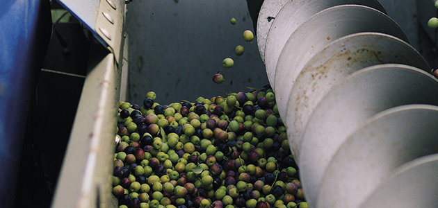 COAG-Andalucía estima una menor producción de aceite de oliva de la esperada