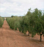 COAG-Andalucía estima pérdidas en torno al 25% en la producción de aceite de oliva 