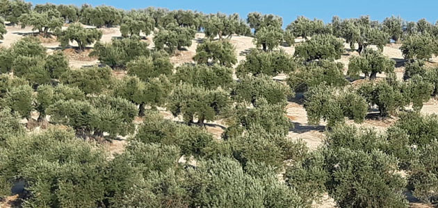 COAG-Jaén alerta de una pérdida 'importante' de aceite por la falta de lluvia