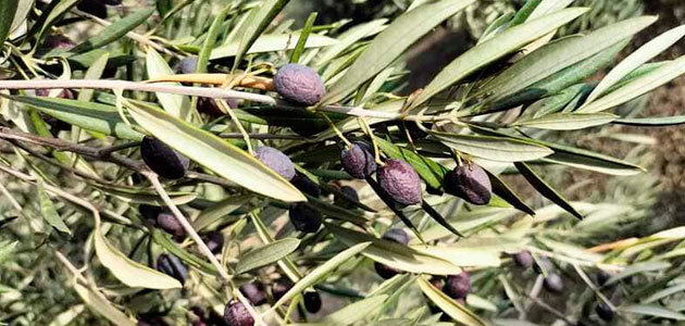 COAG-Jaén advierte de la situación límite del olivar jiennense
