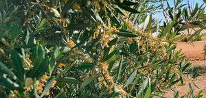 Agroseguro abona 10,4 millones de euros por los siniestros registrados en la última campaña de olivar