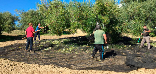 COAG-Andalucía reclama transparencia para que el olivar no se vea sometido a prácticas especulativas