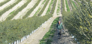 Seleccionadas las 15 fincas que participarán en el proyecto C-OLIVAR