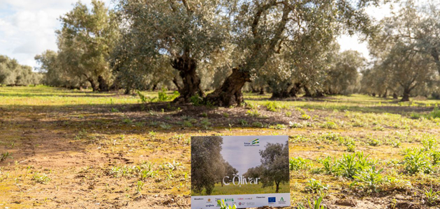 Primeros resultados del Grupo Operativo C-Olivar sobre el estudio de balance de carbono del cultivo
