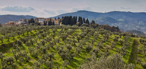 Coltivaitalia, un proyecto de ley en Italia para apoyar a sectores clave como el del aceite de oliva