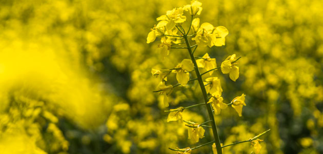 El índice de precios de los aceites vegetales de la FAO alcanza el nivel más bajo desde 2007