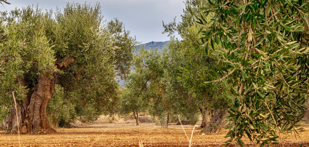 Buenos datos de comercialización de aceite de oliva al inicio de campaña