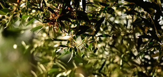 La producción europea de aceite de oliva se sitúa en 600.191 t. en los primeros meses de campaña